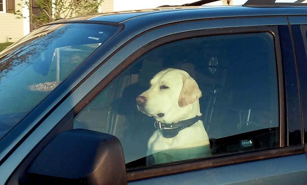 Förvara aldrig en hund i bilen under varma sommardagar